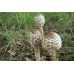 Мицелий Гриба-зонтика пестрого / Зонтик высокий (Macrolepiota procera) Мицелий Гриба-зонтика пестрого / Зонтик высокий (Macrolepiota procera)